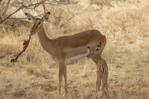 Impala (Aepyceros melampus) adult female, feeding on placenta after giving birth, and newborn calf