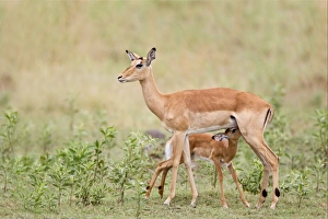 Suckles Prints: Impala (Aepyceros melampus) adult female with calf, suckling, Okavango Delta, Botswana