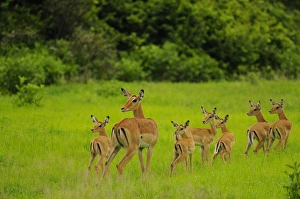 Alert Prints: Impala (Aepyceros melampus) adult female with young