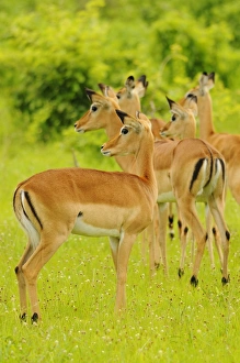 Look Out Prints: Impala (Aepyceros melampus) adult females, herd standing alert, Ruaha N. P. Tanzania