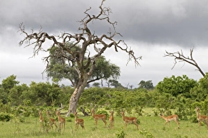 Chobe Prints: Impala (Aepyceros melampus) adult and immature males