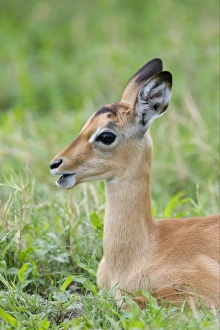 Impala (Aepyceros melampus) calf, close-up of head and neck, resting in grass, Okavango Delta, Botswana