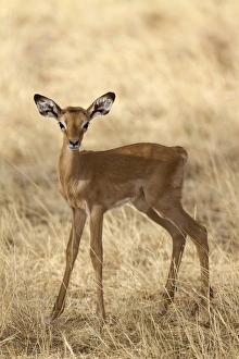 Kenyan Prints: Impala (Aepyceros melampus) newborn calf