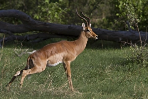 Impala male marking its territory - Botswana