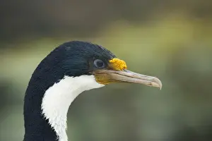 Imperial Shag (Phalacrocorax atriceps albiventer) adult, close-up of head, New Island, Falkland Islands