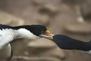Shag Prints: Imperial Shag (Phalacrocorax atriceps albiventer) adult pair