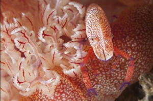 Imperial Shrimp (Periclimenes imperator) adult, on Spanish Dancer (Hexabranchus sanguineus) beside gills at night