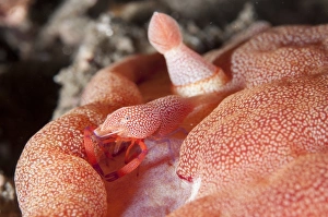 Imperial Shrimp (Periclimenes imperator) adult, on Spanish Dancer (Hexabranchus sanguineus) beside rhinophore at night