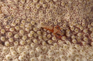 Borneo Prints: Imperial Shrimp (Periclimenes imperator) adult