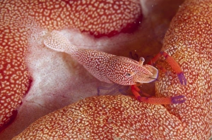 Imperial Shrimp (Periclimenes imperator) adult, on Spanish Dancer (Hexabranchus sanguineus) at night, Ambon Island
