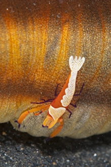 Imperial Shrimp (Periclimenes imperator) adult, riding on Spotted Worm Sea Cucumber (Synapta maculata), Lembeh Straits