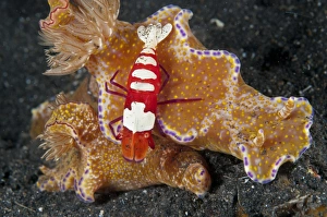 Imperial Shrimp (Periclimenes imperator) adult, riding on Nudibranch (Ceratosoma tenue) at night, Lembeh Straits