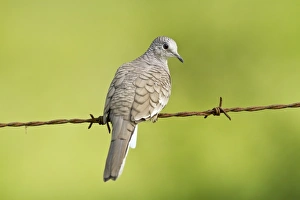 Pigeon Prints: Inca Dove (Columbina inca) adult, perched on barbed wire fence, Costa Rica, April