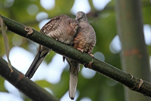 Bonding Prints: Inca Dove (Columbina inca) adult pair