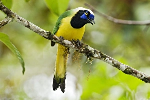 Equatorial Prints: Inca Jay (Cyanocorax yncas) adult