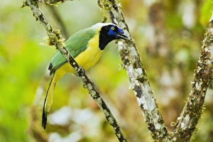 Inca Jay (Cyanocorax yncas) adult, perched on branch in montane rainforest, San Isidro, Andes, Ecuador, November