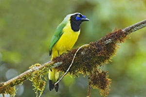 Inca Jay (Cyanocorax yncas) adult, perched on moss covered branch in montane rainforest, San Isidro, Andes, Ecuador
