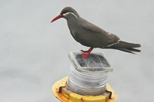 Terns Prints: Inca Tern (Larosterna inca) adult, standing on light, Quintero, Chile, november
