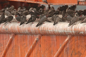 Terns Prints: Inca Tern (Larosterna inca) adults and immatures