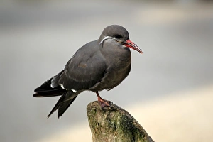 Terns Prints: Inca Tern (Larosterna inca) immature, standing on post, captive