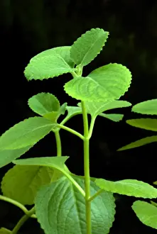 Lamiaceae Prints: Indian Borage (Plectranthus amboinicus) close-up of leaves, Trivandrum, Kerala, India
