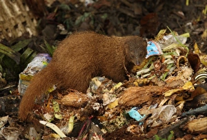 Heaps Prints: Indian Brown Mongoose (Herpestes fuscus) adult