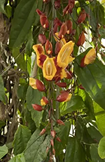 Vine Prints: Indian Clock-vine (Thunbergia mysorensis) flowering, India