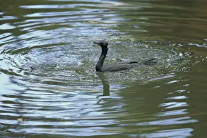 Sri Lanka Prints: Indian Cormorant (Phalacrocorax fuscicollis) adult