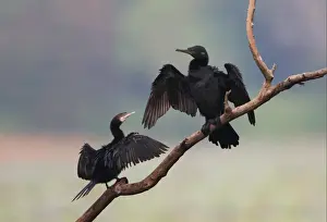 Shag Prints: Indian Cormorant (Phalacrocorax fuscicollis) adult and immature