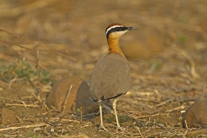 Courser Prints: Indian Courser (Cursorius coromandelicus) adult, standing in field, India, february