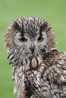 Indian Eagle-owl (Bubo bengalensis) adult, close-up of head (captive)