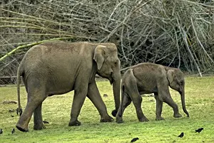 Elephants Prints: Indian Elephant (Elephas maximus indicus) adult female escorting sick and malnourished calf