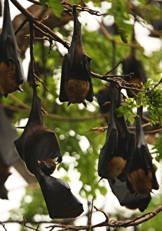Licks Prints: Indian Flying Fox (Pteropus giganteus) adult