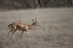 Rajasthan Prints: Indian Gazelle (Gazella bennettii) adult female