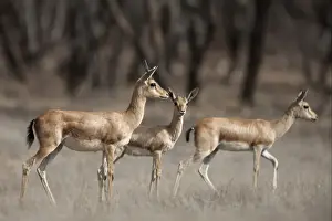 Rajasthan Prints: Indian Gazelle (Gazella bennettii) adult females with young