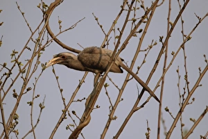 Buds Prints: Indian Grey Hornbill (Ocyceros birostris) adult