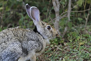 South Asia Prints: Indian Hare (Lepus nigricollis singhala) adult