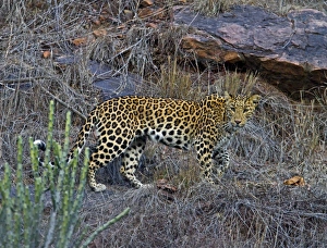 Rajasthan Prints: Indian Leopard (Panthera pardus fusca) adult