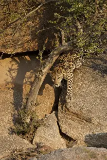 Rajasthan Prints: Indian Leopard (Panthera pardus fusca) adult female