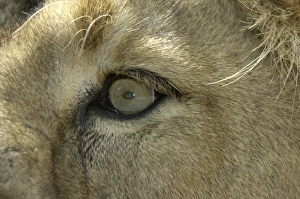 Big Cat Prints: Indian Lion (Panthera leo persica) adult, close-up of eye, captive