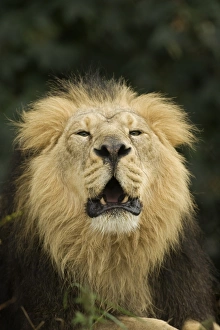 Big Cat Prints: Indian Lion (Panthera leo persica) adult male, roaring, close-up of head, captive