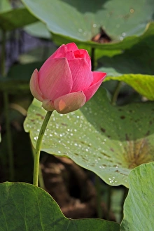Lotus Prints: Indian Lotus (Nelumbo nucifera) close-up of flower, Kota Kinabalu, Sabah, Borneo, Malaysia