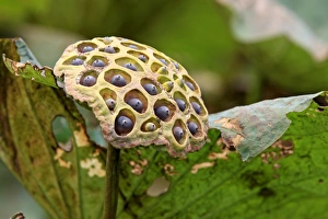 Indian Lotus (Nelumbo nucifera) close-up of seedhead, Kota Kinabalu, Sabah, Borneo, Malaysia