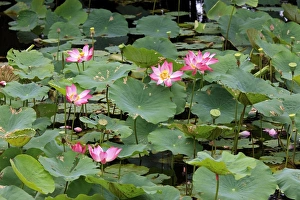 Lotus Prints: Indian Lotus (Nelumbo nucifera) flowering, Kota Kinabalu, Sabah, Borneo, Malaysia