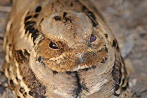 Rajasthan Prints: Indian Nightjar (Caprimulgus asiaticus) adult, close-up of head, Keoladeo Ghana N. P