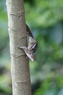 Indian Palm Squirrel (Funambulus palmarum) adult, descending tree trunk, Sri Lanka, January