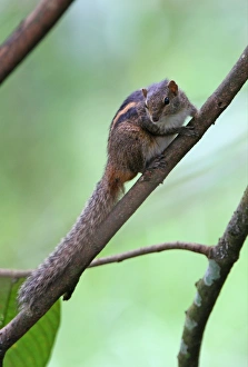 Squirrels Prints: Indian Palm Squirrel (Funambulus palmarum) adult, sitting on branch, Sri Lanka, december