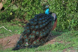 Indian Peafowl (Pavo cristatus) adult male, standing, Bundala N. P. Sri Lanka, december