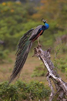 Indian Peafowl (Pavo cristatus) adult male, calling, perched on stump, Yala N. P. Sri Lanka