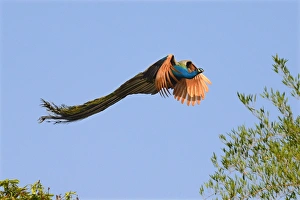 Indian Peafowl (Pavo cristatus) adult male, in flight, Ranganthittu Bird Sanctuary, Mandya District, Karnataka, India
